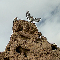 棕颈雪雀